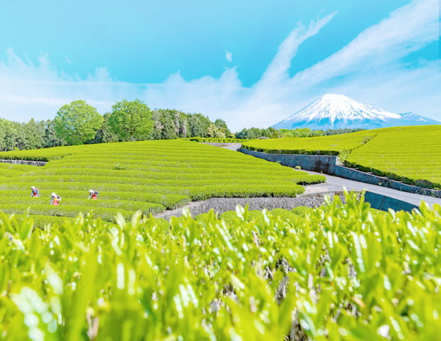 イメージ：地域への想い